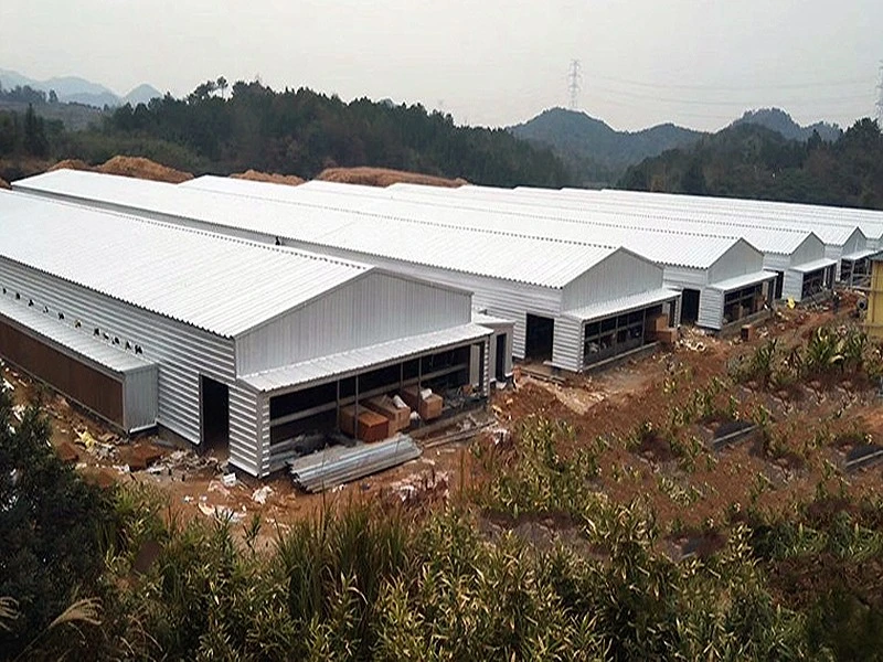 broiler chicken house